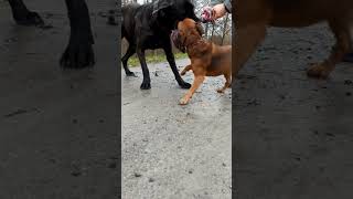 Playing With Cane Corso And Patterdale Terrier