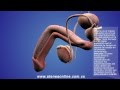 Sistema Reproductor Femenino y Masculino 3d