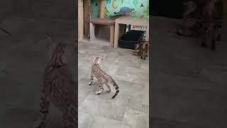 89636094260.Ватсап.татьяна Куп Котенка Из Питомника С Докуами.