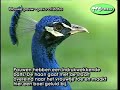 Pauw - Pavo cristatus Indian blue peacock calling