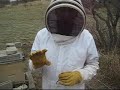 bee