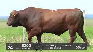 LOTE 74 - TOUROS BRANGUS - LEILÃO SÃO BIBIANO 2021