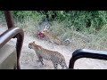 leopards