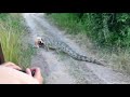 leopards