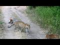 leopards