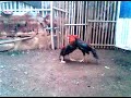 Salinan Ayam Bangkok Indramayu Ktm Ayam Sangkal Anakan Honda Latihan images Salinan Ayam Bangkok Indramayu Ktm Ayam Sangkal Anakan Honda Latihan