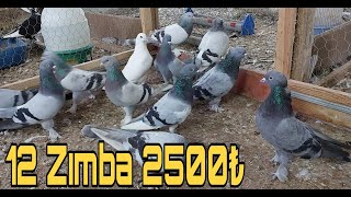 Zımba Oyun Kuşları 2500Pey.