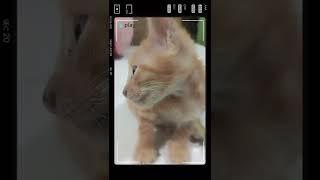 Bayi Kucing Lucu Bayi Kucing Imut