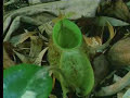 Poisonous Pitcher plant - The Private Life of Plants - David Attenborough - BBC wildlife