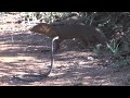 mongoose