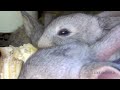 pets