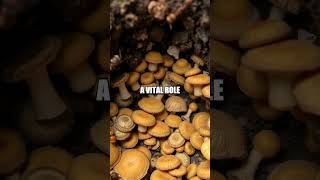 The Secret Life Of The Leafcutter Ant Natures Tiny Farmers