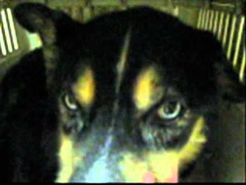 nystagmus in dogs horizontal nystagmus in a husky mix nystagmus in dogs horizontal nystagmus in a husky mix