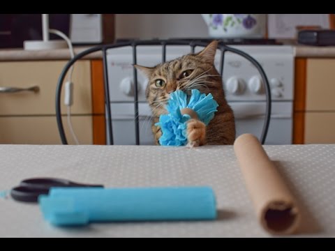 Ингалятор для кошки своими руками