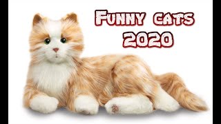 Funny cats Videos 2020 Cute Cats Videos Funny Animals Video #AnimalsVideo #Catsvideos
