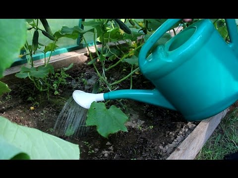 Посев и уход за огурцами Посев и уход за огурцами