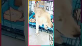 Most funny dogs