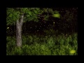 Enchanting Fireflies Paint the Sky