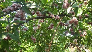 Cả nhà đi hái mận. Vườn mận miền tây trái quá trời | Săn bắt SÓC TRĂNG |
