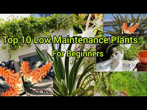 Top 10. Low Maintenance Plants For Beginners With Names And Care / Easy To Maintain Plants