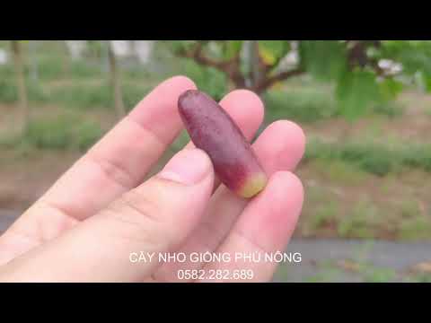 XỬ LÝ RA HOA NHO NGÓN TAY ĐEN ÚC VÀ TEST THỬ HƯƠNG VỊ CỦA NHO NGÓN TAY ĐEN - 0582.282.689