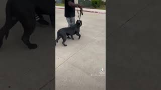 Bugatti At 13 Months