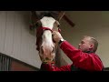 Newborn Clydesdale Bound for Super Bowl Stardom