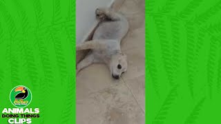 Dog with Funny Face Lying Down | Animals Doing Things Clips