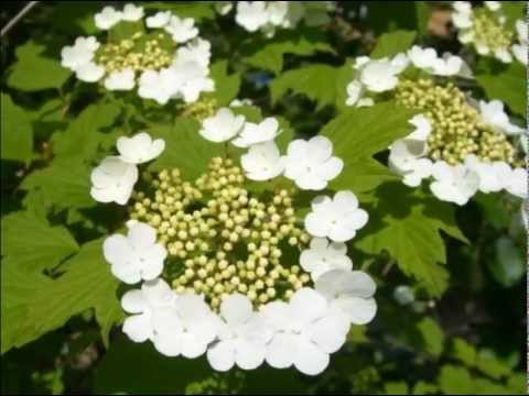 Скачать музыку калина галина