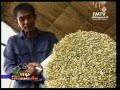 การเพาะถั่วงอก
