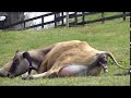 Bull Calf Being Born images Bull Calf Being Born