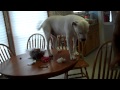 Duke the Dog Climbs on the Table
