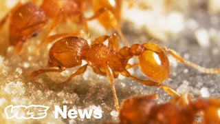 Fire Ants Are Invading Hawaii, So Helicopters Are Blasting Them With Birth Control