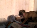 tyson VS jangli billi