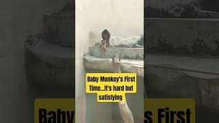 Baby Monkeys Mating Very First Time