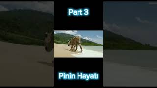 Pinin Hayatı Kısa Özet Part 3