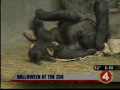 Baby zoo animals celebrate Halloween