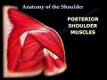 shoulder