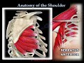 shoulder