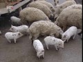svinje
