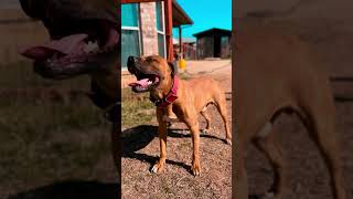Apbt Milo Redboy Jeep