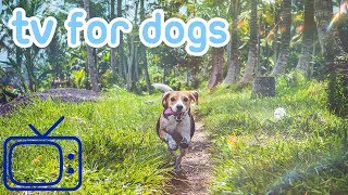 NEW and IMPROVED Entertaining TV for Dogs! Chill Your Dog!
