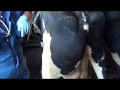 Cow Abscess with Veterinary Intervention