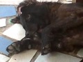 xika la perra que mama dedo xd