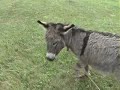 Donkey