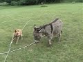 Donkey