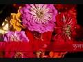 Download Phool Ko Aankha ma by Ani Choing Nepali Song MP3 song and Music Video