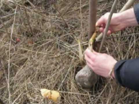 Ловушка для фазана на видео