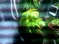 Marijuana grow tent (3)