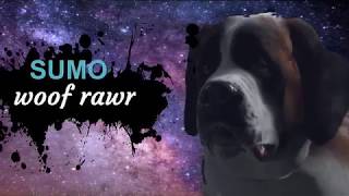 Sumo Joins The Battledetroit Become Human